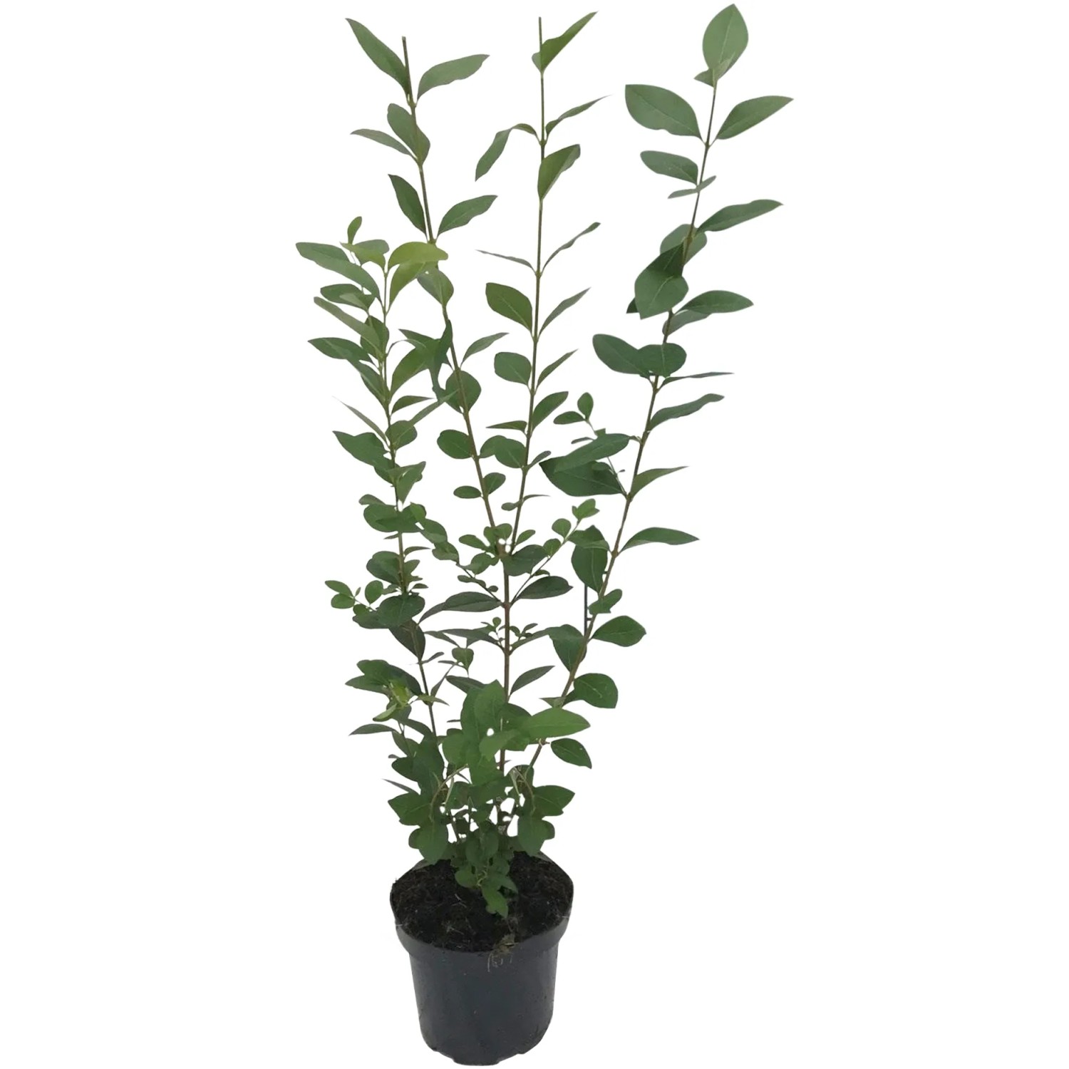 bug killing plants Damn Bug! Indoor Plant Pest Spray
