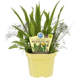 Blu Wildkräuter Mix im Topf (Ø 12cm): Küchenkräuter wie Spitzwegerich, Rucola, Sauerampfer, Löwenzahn, Bronzefenchel und Schnittlauch.