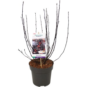 Blasenspiere 'Panther Rosa' im Topf, ca. 30-40 cm hoch. Laubgehölz mit dunklen Trieben.