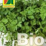 Bio-Saatgutpackung glatte Petersilie von Austrosaat. Kräutersamen für den Garten.
