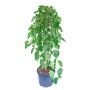 GROW by OBI Hänge-Maulbeerbaum Hochstamm Höhe ca. 100 cm Morus alba pendula