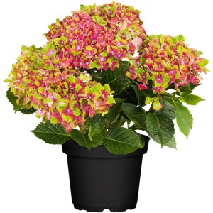 GROW by OBI Bauernhortensie "Saxon Schloss Wackerbarth" ca. 30 - 40 cm