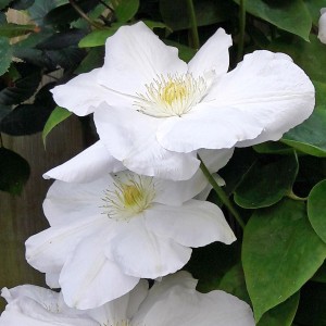 Waldrebe "Madame Le Coultre" Weiß Höhe ca. 40 - 60 cm Topf-Ø ca. 17 cm