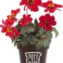 Rote Pottburri Dahlie im Topf (ca. 13 cm Ø), eine farbenfrohe Stehpflanze für Beet und Garten.