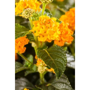 Nahaufnahme: Gelbes Wandelröschen (Lantana camara) im Topf, zweifarbige Blüten.