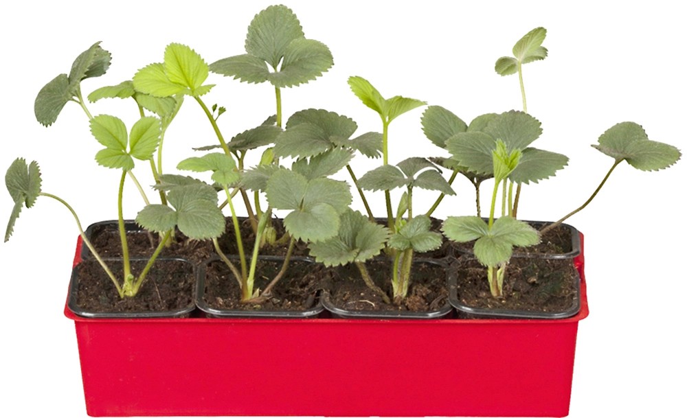 Erdbeere "Senga Sengana" 6erTray Fragaria kaufen bei OBI