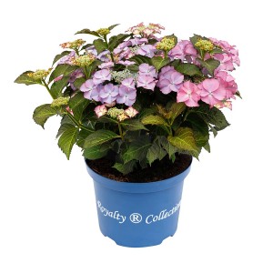 Bauernhortensie "Royalty Tiffany" Höhe ca. 35 cm Topf-Ø ca. 20 cm
