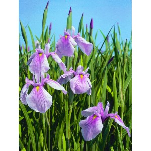 Foto der rosafarbenen Sumpfschwertlilie Rose Queen (Iris laevigata) im Gartenteich.