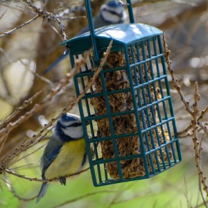 Blaumeise frisst aus grünem Futterkorb mit Saatenblock für Wildvögel. Ideal für Ganzjahresfütterung.