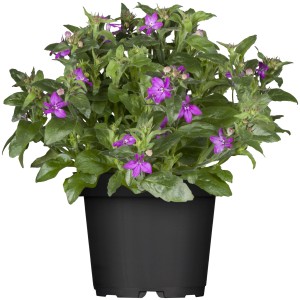 Blaue Lobelie im Topf von GROW by OBI, Stehpflanze mit violetten Blüten und grünen Blättern.