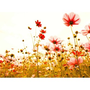 Fototapete Blumenwiese in Vintage Rosa, Rot und Weiß, 3,50x2,55m, FSC®-zertifiziert.