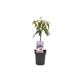 Avocado 'Hass' im Topf, ca. 90-110 cm hoch. Kübelpflanze mit grünen Blättern.