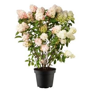 Rispenhortensie Little Blossom Weiß-Rosa Höhe ca. 30 cm Topf 5l Hydrangea panic.