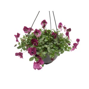 Hängendes Hornveilchen Coolwave von GROW by OBI im Topf, violett-pinke Blüten.