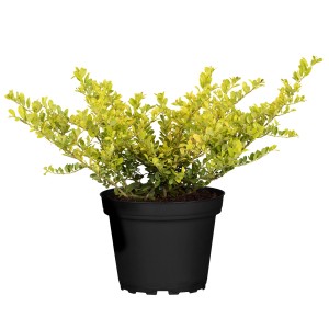 Gelber Berg-Ilex "Golden Gem" Höhe ca. 5 - 10 cm Topf-Ø ca. 10 cm Ilex crenata