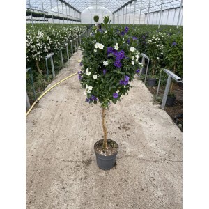 GROW by OBI Enzianstrauch, ca. 110cm hoch, mit lila und weißen Blüten in bepflanzter Schale.