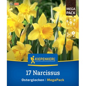 Kiepenkerl Narzissen Osterglocken Mega-Pack, 17 Stück, gelbe Blüten.