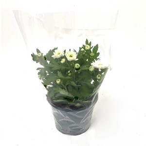 Herbstchrysantheme Milkshake im Topf, weiße Blüten, ca. 12 cm Durchmesser.