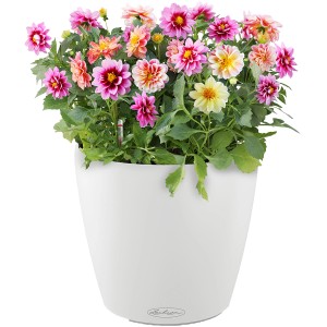 Lechuza Classico Color 21, weißer Blumentopf mit bunten Dahlien.