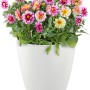 Lechuza Classico Color 21, weißer Blumentopf mit bunten Dahlien.
