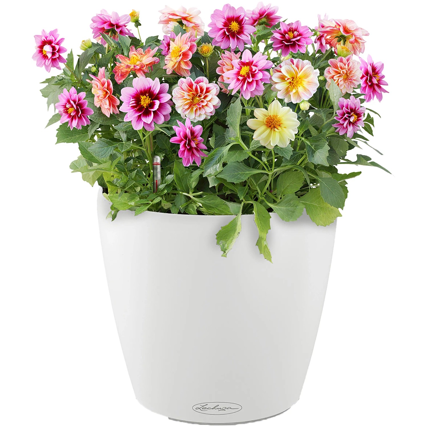 Lechuza Classico Color 21, weißer Blumentopf mit bunten Dahlien.
