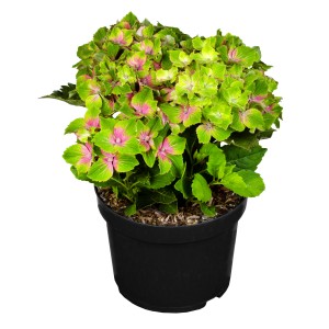 GROW by OBI Hortensie "Magical Wings" Höhe ca. 40-50 cm Topf ca.3,5 l Hydrangea