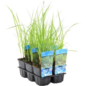Ufersegge (Carex riparia) im Topf, eine dekorative Sumpfpflanze für den Gartenteich.