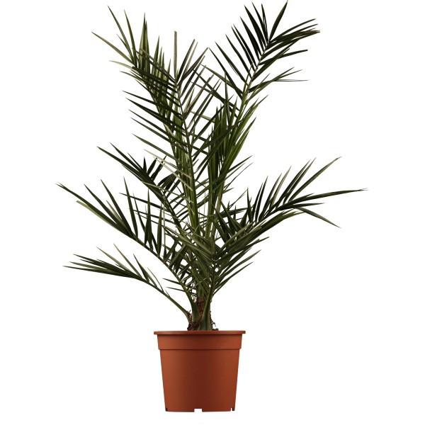 Palme online kaufen bei OBI