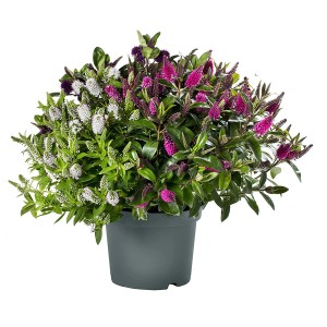 Strauchveronika Quattros im Topf, ca. 40 cm hoch, mit weißen und pinkfarbenen Blüten.