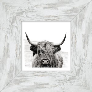 Bild mit Rahmen Scottish Highland Cattle II 34 cm x 34 cm