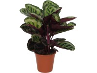 Zimmerpflanzen online kaufen bei OBI OBI.at