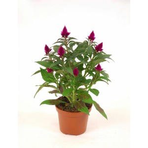 Federbusch Stehpflanze mit pinkfarbenen Blüten im Topf.