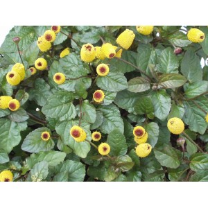 Blu Bio-Prickelknöpfe (Spilanthes) im Topf mit gelben Blüten und grünen Blättern.