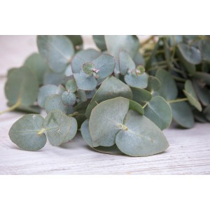 Nahaufnahme von GROW by OBI Eucalyptus Baby Blue mit runden, bläulich-grünen Blättern.