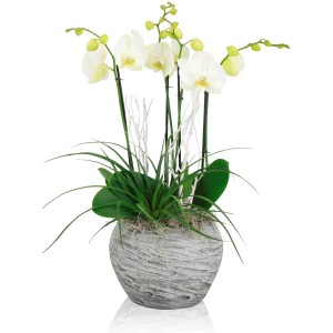 Weiße Schmetterlingsorchidee im Topf mit Stein-Optik, elegante Zimmerpflanze für Innen.