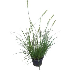 GROW by OBI Lampenputzergras Hameln im Topf, ca. 14 cm Topf-Ø. Ziergras für Beet und Topf.