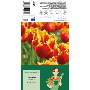 Crispa-Tulpe Davenport: Rot-gelbe Tulpen mit gefransten Rändern, ideal für Beet und Vase.