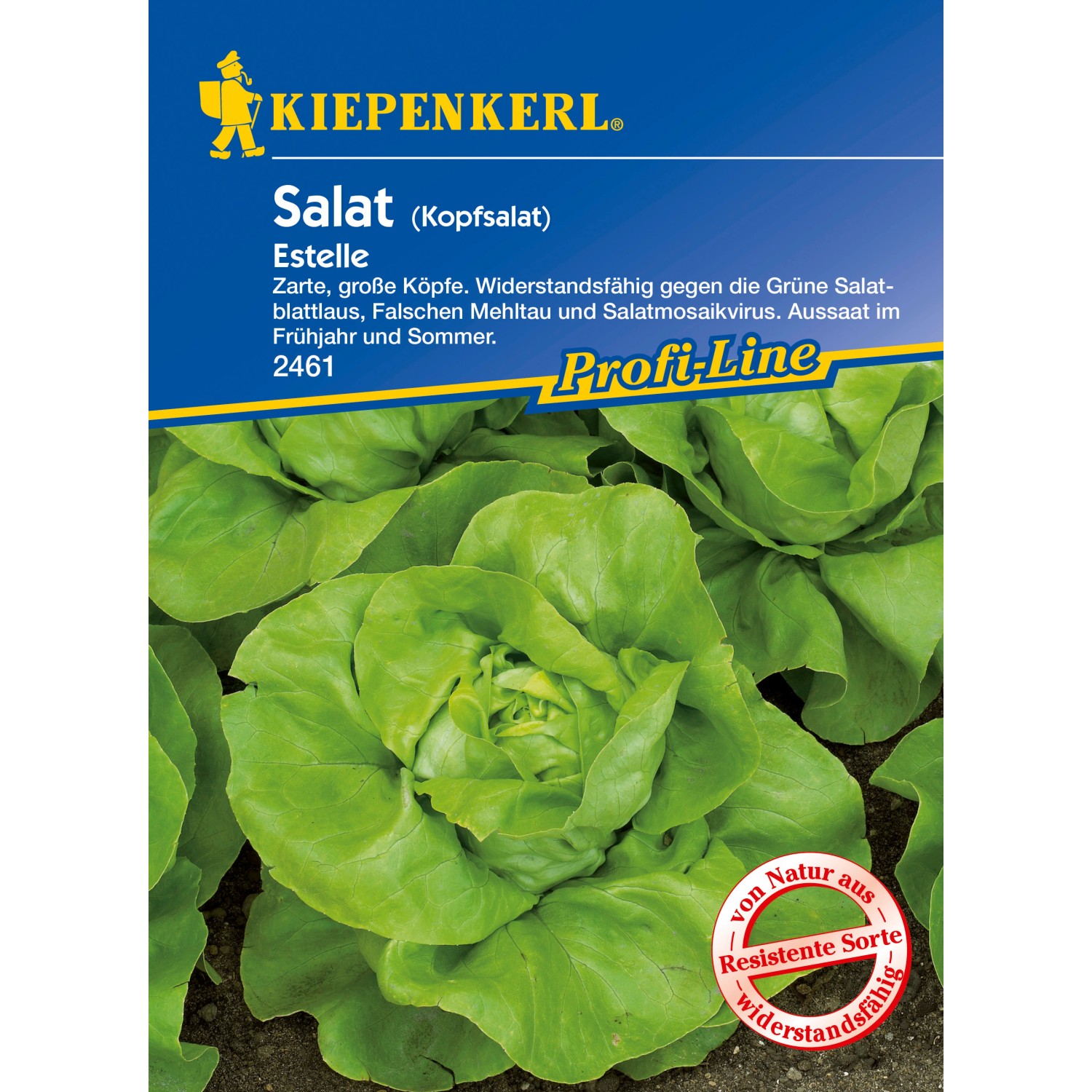 Kopfsalat Estelle für 100 Pflanzen kaufen bei OBI
