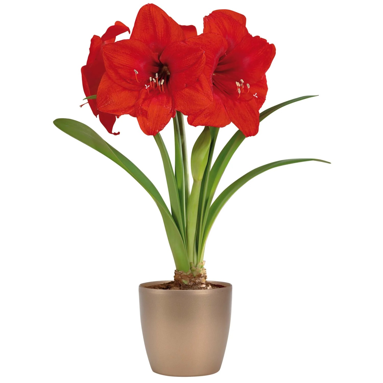 Amaryllis-Blumenzwiebel-Set "Red Lion" inkl. Keramiktopf und Blumenerde  kaufen bei OBI