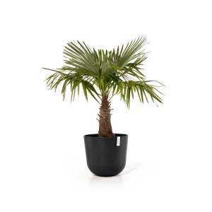 Ecopots Pflanztopf Oslo Dunkelgrau 55 cm x 47,9 cm