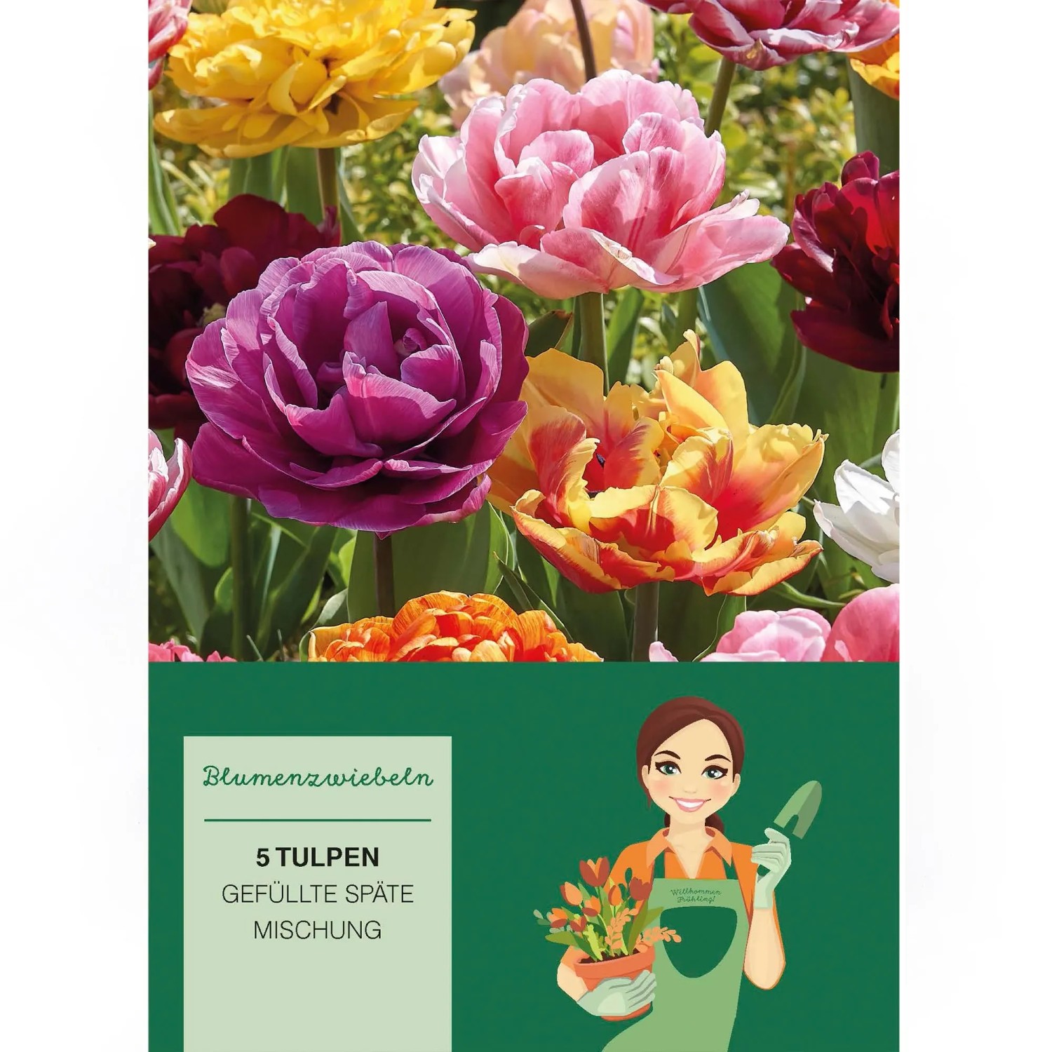 Farbenfrohe Pfingstrosen-Tulpen Mischung, 5 Stück. Üppige Blütenpracht für den Garten.