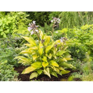 Gelb-bunte Funkie (Hosta) im Topf, ca. 13 cm Ø, mit Blüten im Gartenbeet.