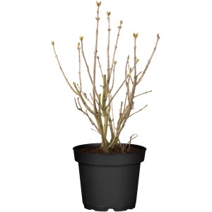 OBI Edelflieder "Lavender Lady" Lila Höhe ca. 50 - 60 cm Topf ca. 3,5 l Syringa