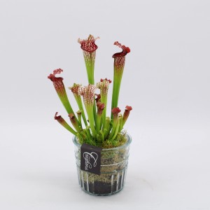 Schlauchpflanze Sarracenia im Glas-Gefäß, Topf ca. 12cm, fleischfressende Pflanze mit rot-grünen Blättern.