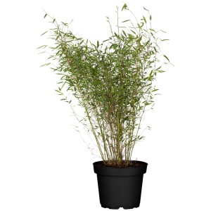 Bambus 'Malachite Monkeys' im Topf, ca. 28cm Durchmesser. Dekorative, grüne Halme.