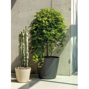Deroma Pflanztopf Wow, dunkelgrau, Ø 47 cm, mit Ahornbaum vor Betonwand. Robuster Blumentopf aus recyceltem Kunststoff.