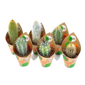 6er-Set GROW by OBI Säulen-Kakteen im Topf (Ø 5,5 cm), verschiedene Sorten.