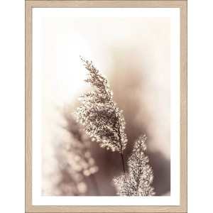 Pro Art Bild Framed Art Dried Fiber 40 cm x 30 cm