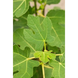 Nahaufnahme eines grünen Feigenblatt am GROW by OBI Feigen Busch Firoma.