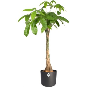 Elho Blumentopf B.For Soft, rund, Ø 13,8 cm, anthrazit mit Geldbaum im Topf.